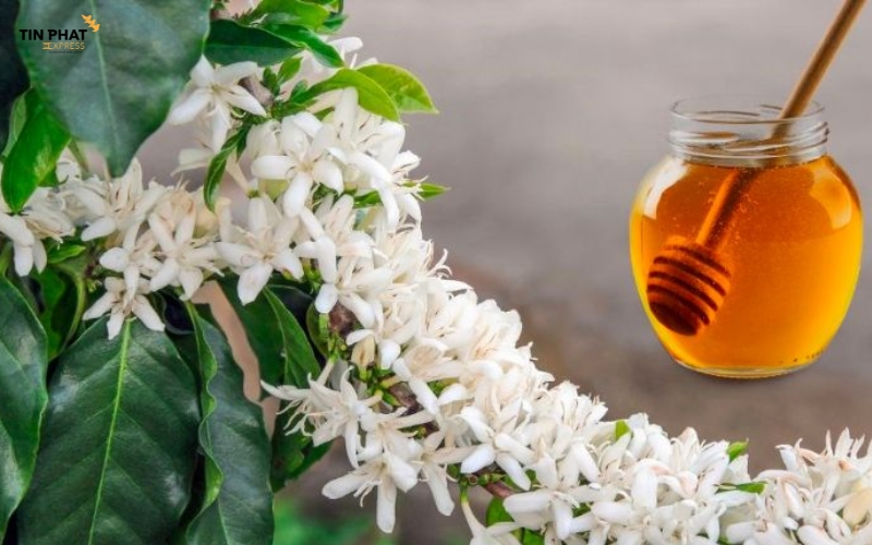 Mật ong hoa cà phê Đắk Lắk thường xuyên được bà con gửi đi Mỹ.